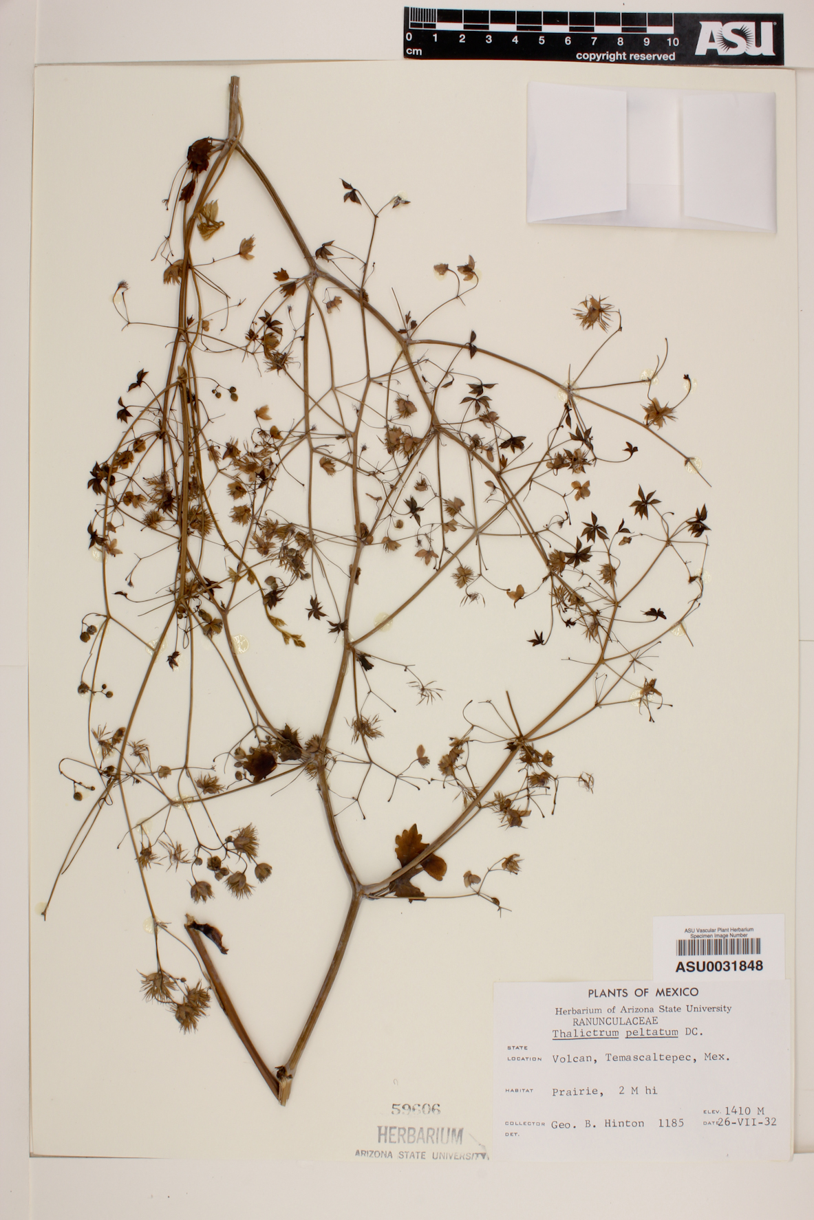 Thalictrum peltatum image