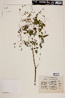 Thalictrum steyermarkii image