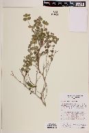 Euphorbia tomentulosa image