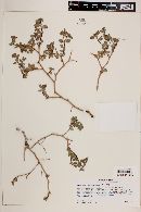 Euphorbia tomentulosa image