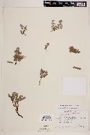 Euphorbia vallis-mortae image