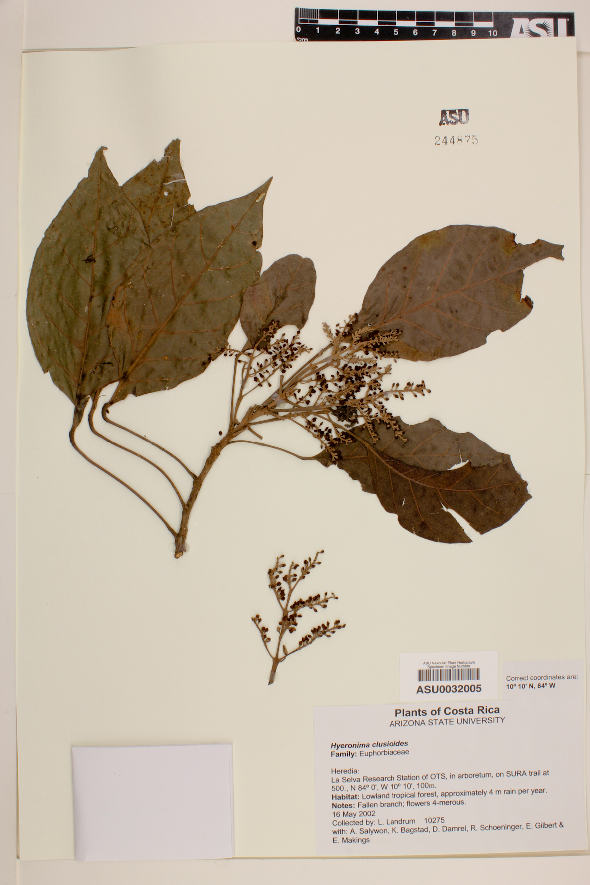 Hyeronima clusioides image
