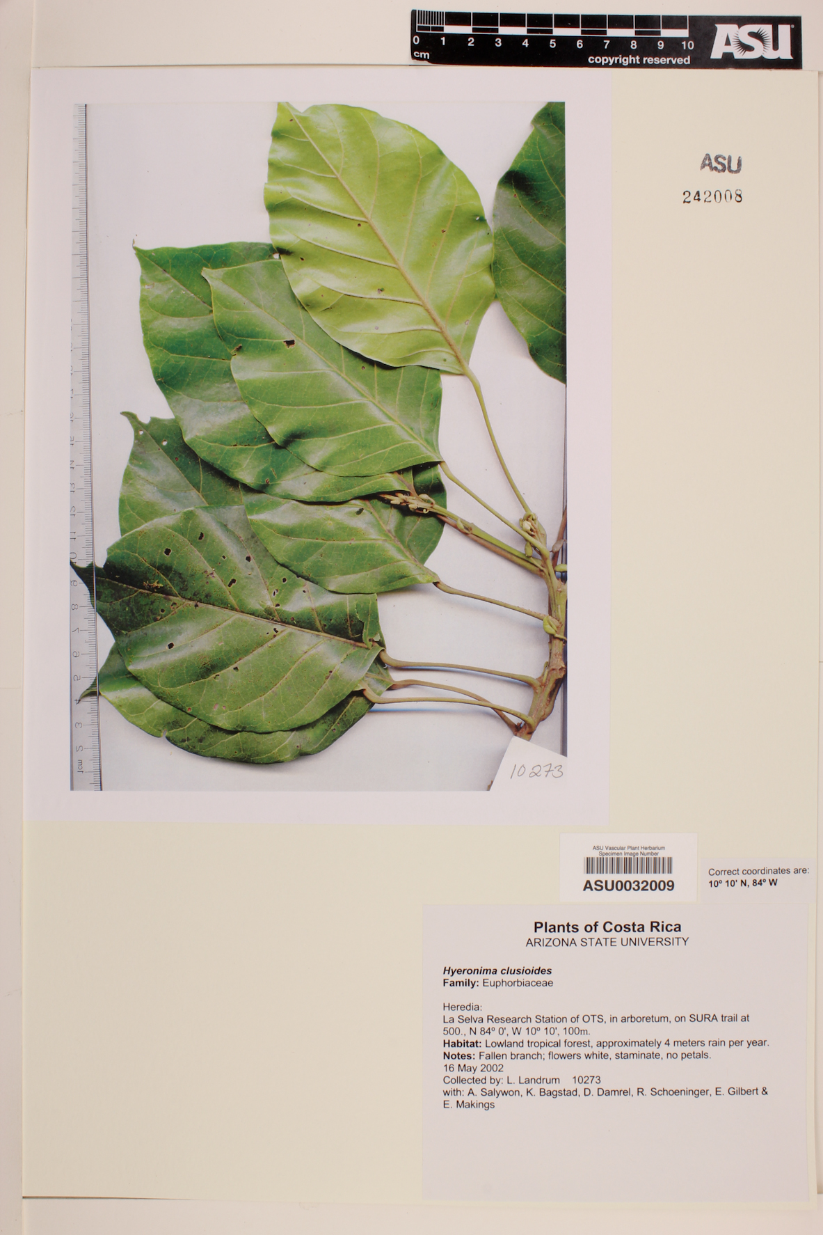 Hyeronima clusioides image