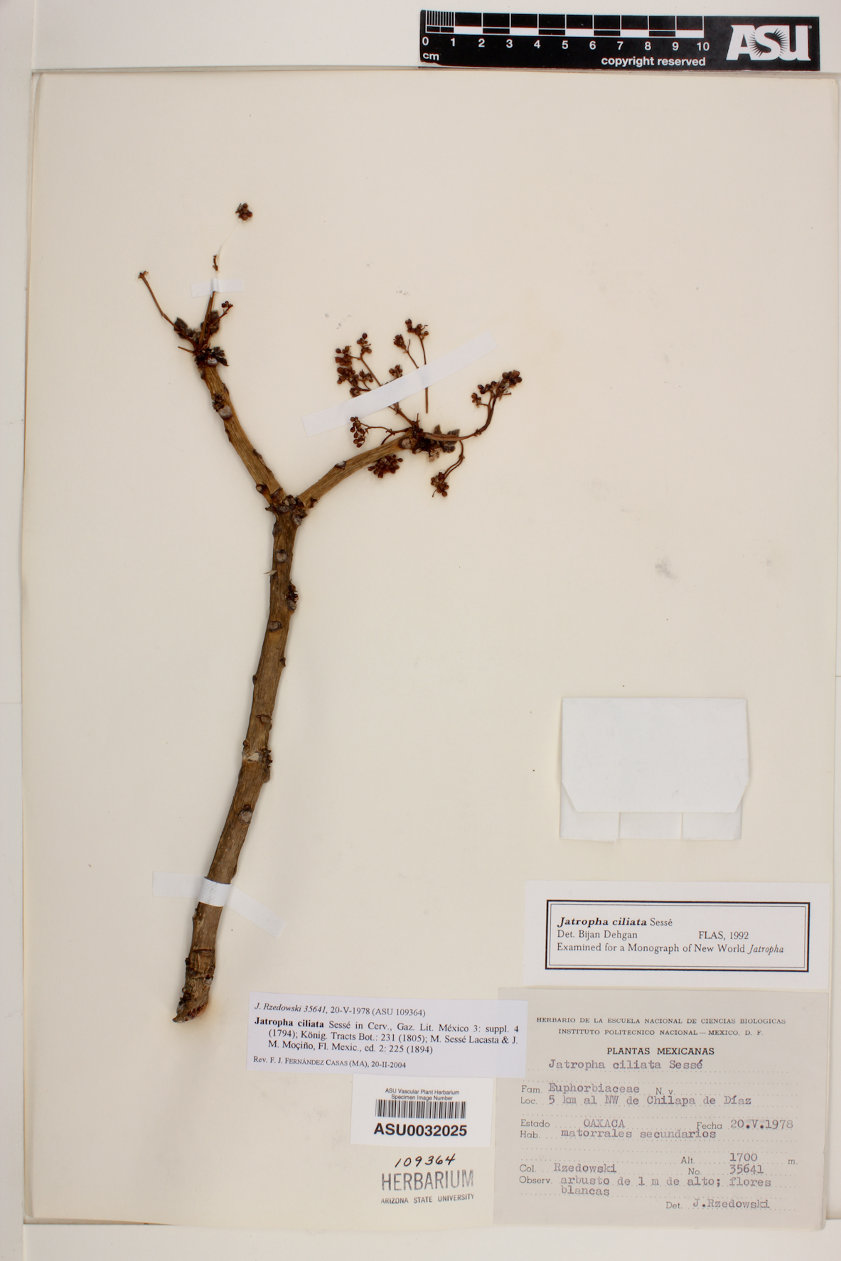 Jatropha ciliata image