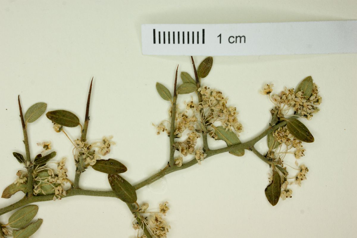 Ceanothus depressus image