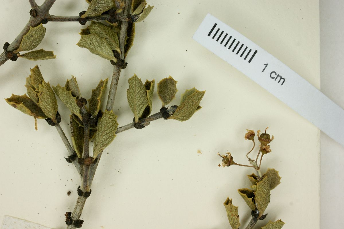 Ceanothus greggii var. perplexans image