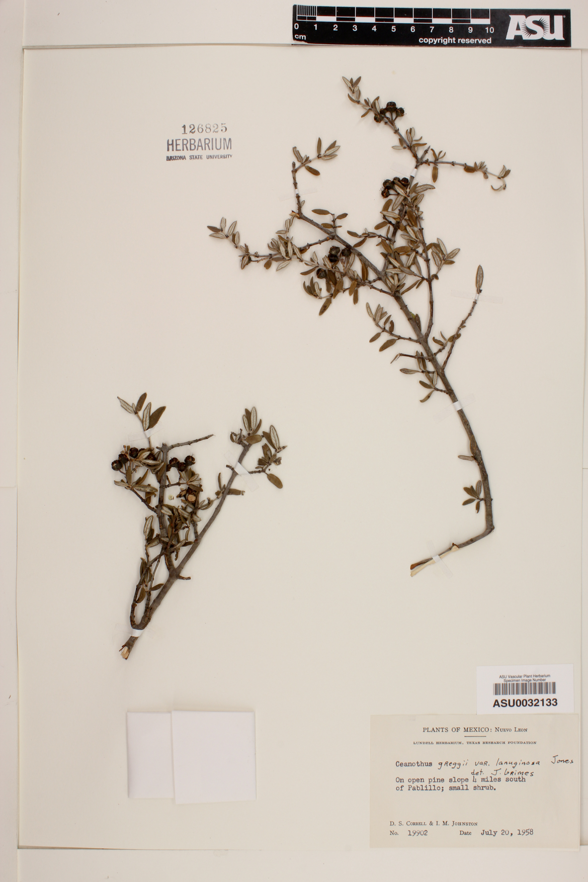 Ceanothus greggii var. lanuginosa image
