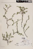 Colubrina viridis image