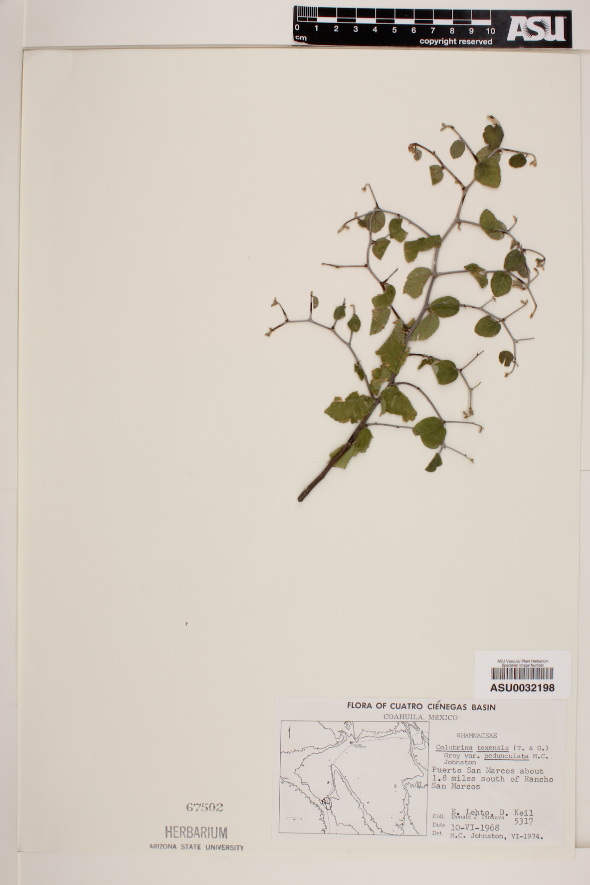 Colubrina texensis var. pedunculata image