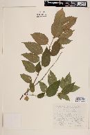 Colubrina triflora image
