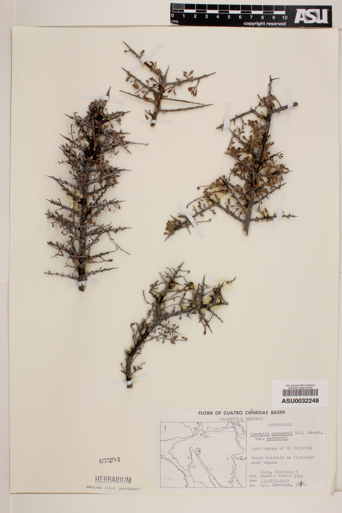Condalia warnockii var. warnockii image