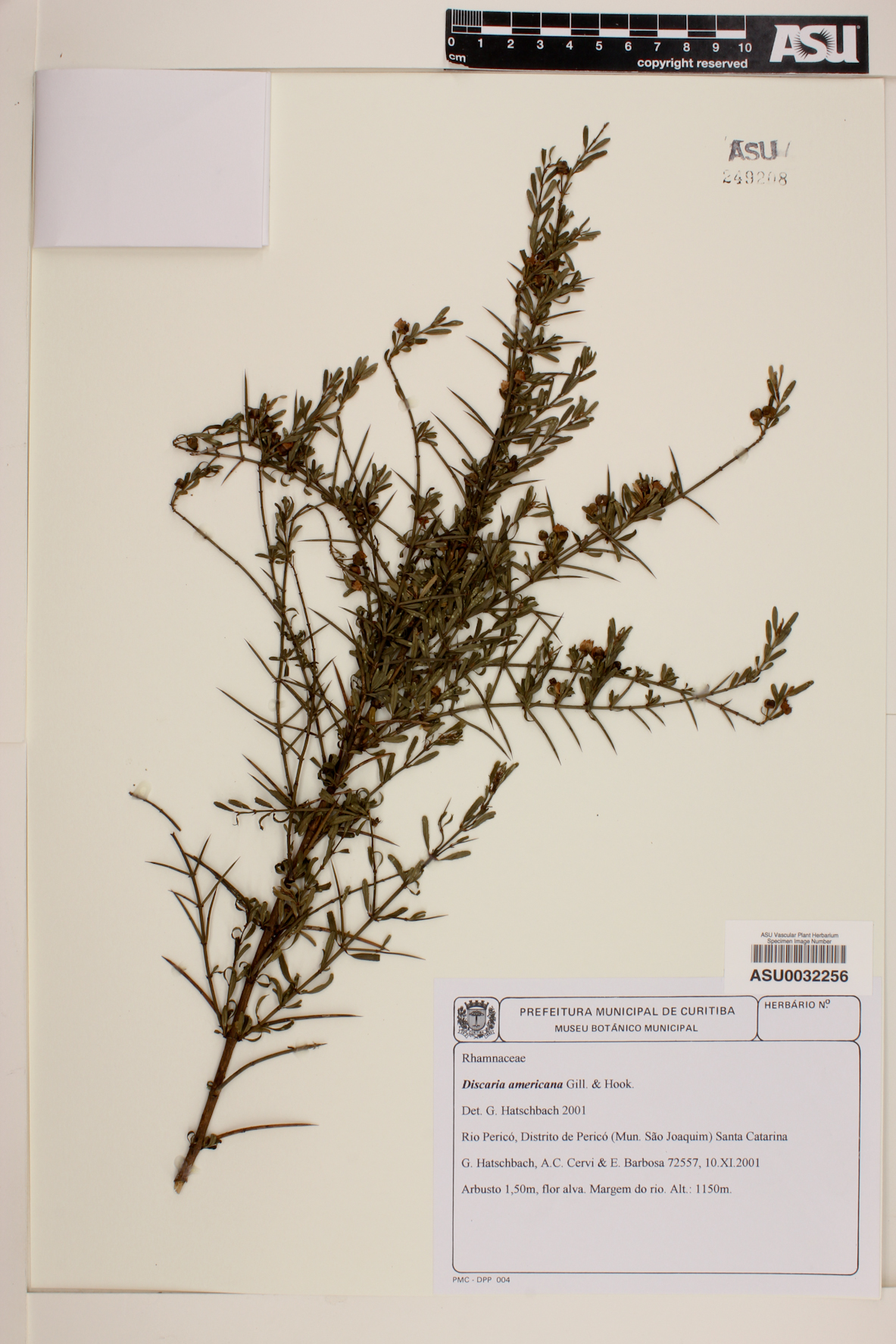 Discaria image