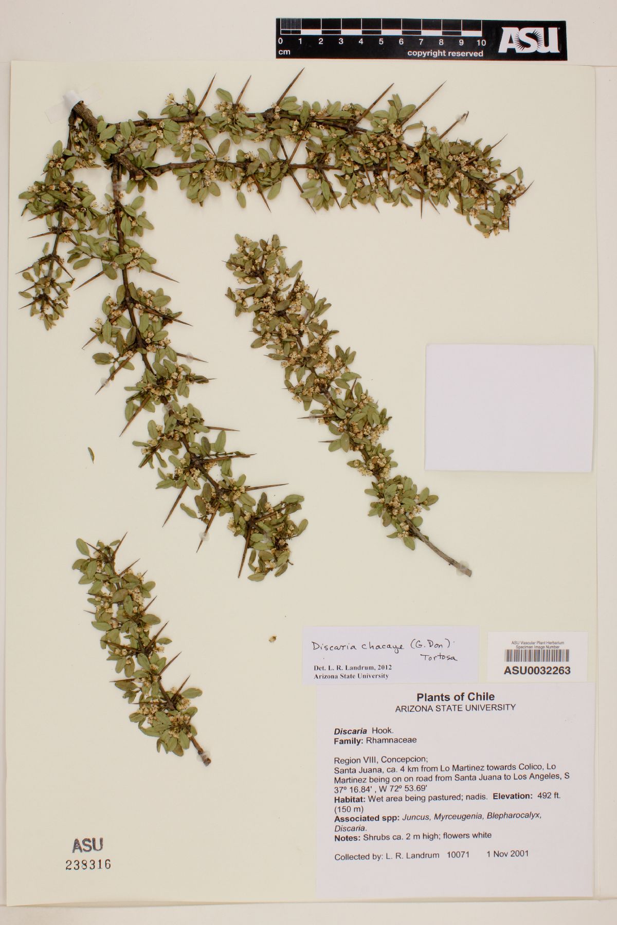 Discaria chacaye image
