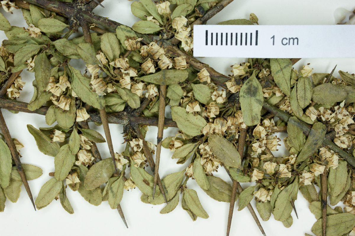 Discaria chacaye image