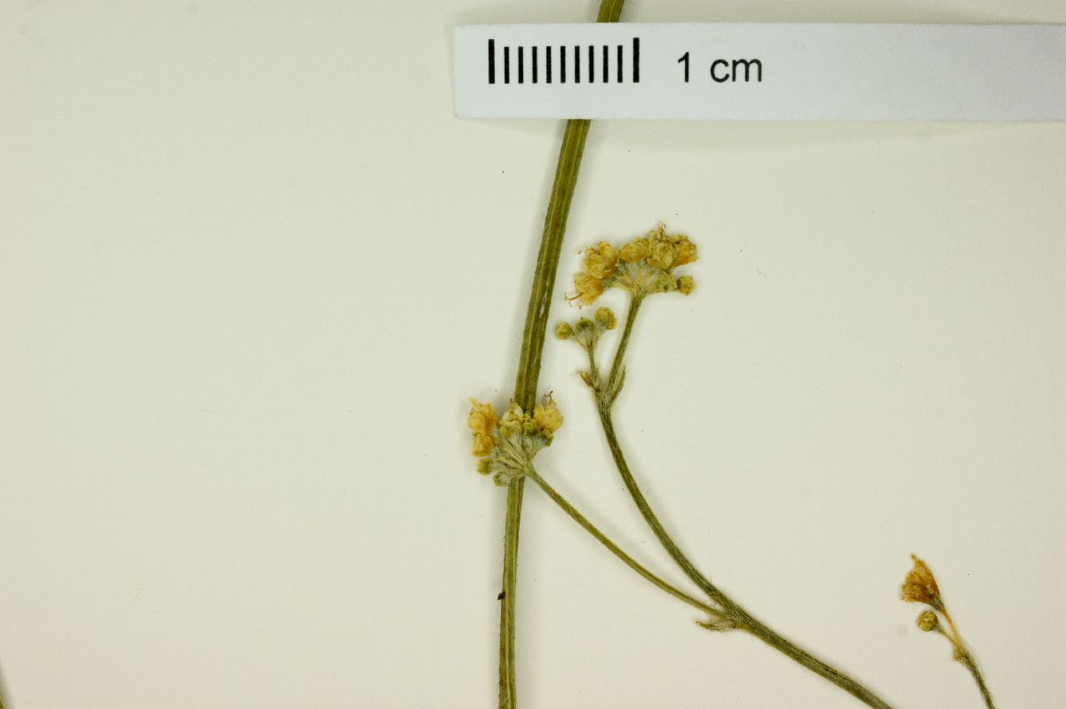 Crumenaria lilloi image