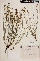 Crumenaria erecta image
