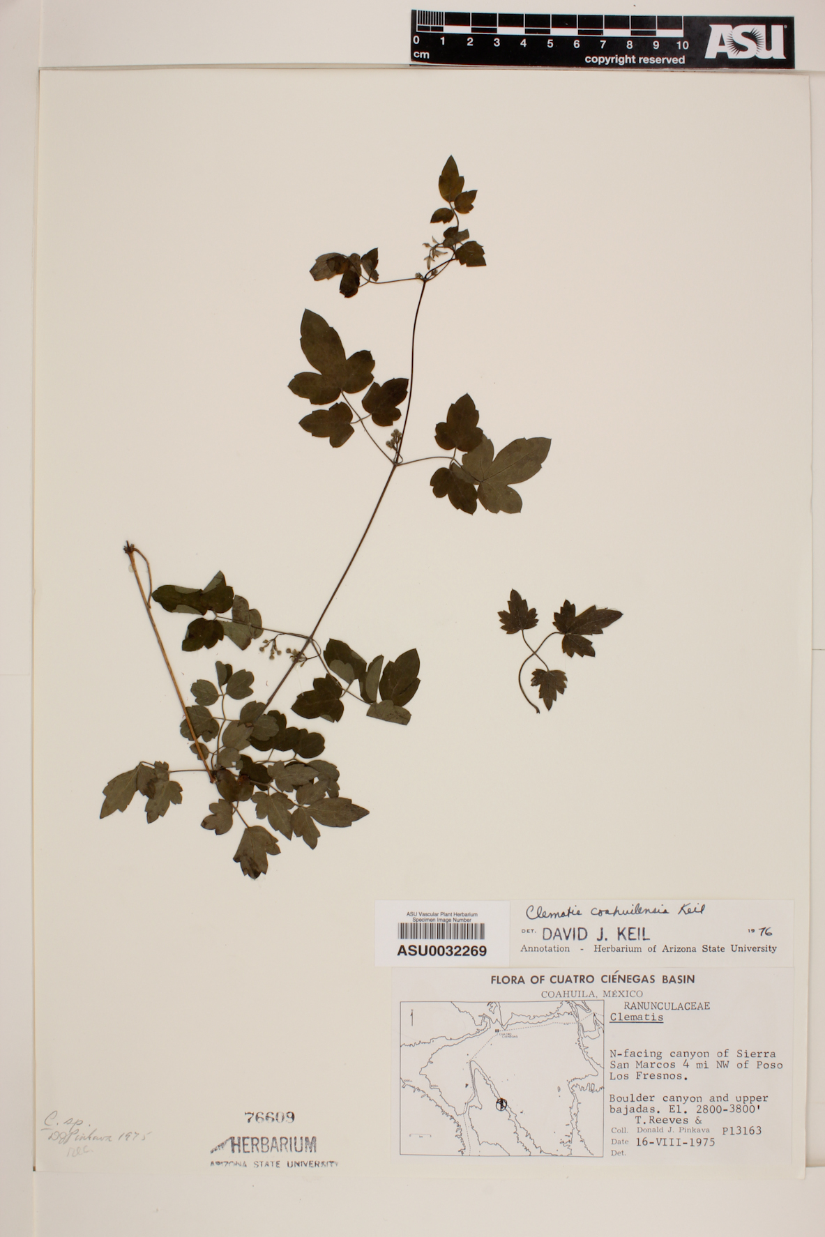 Clematis coahuilensis image