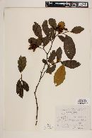 Alnus jorullensis image