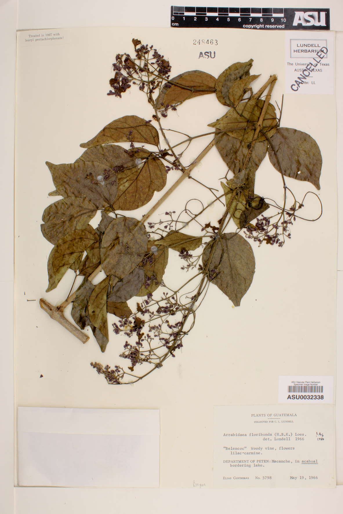Arrabidaea floribunda image