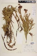 Chilopsis linearis image