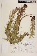 Chilopsis linearis image