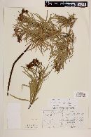 Chilopsis linearis image