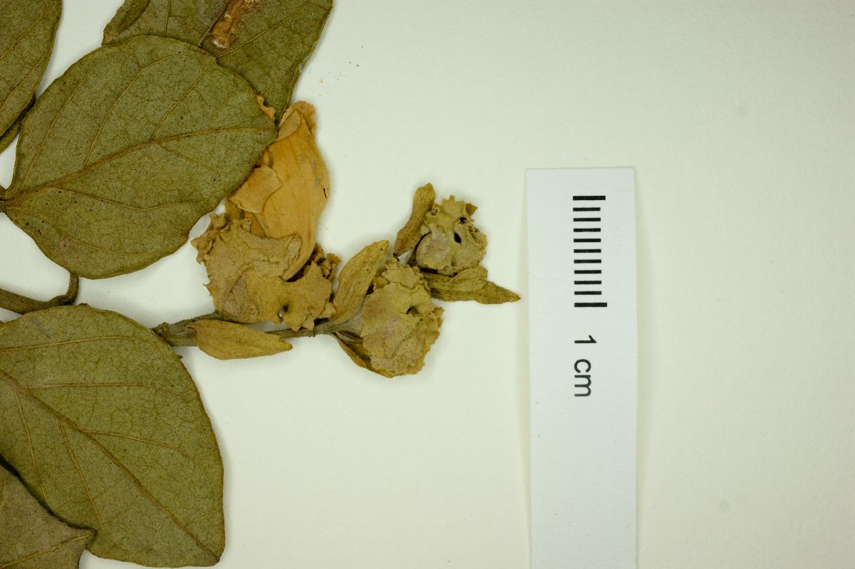 Amphilophium bracteatum image