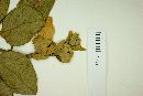 Amphilophium bracteatum image