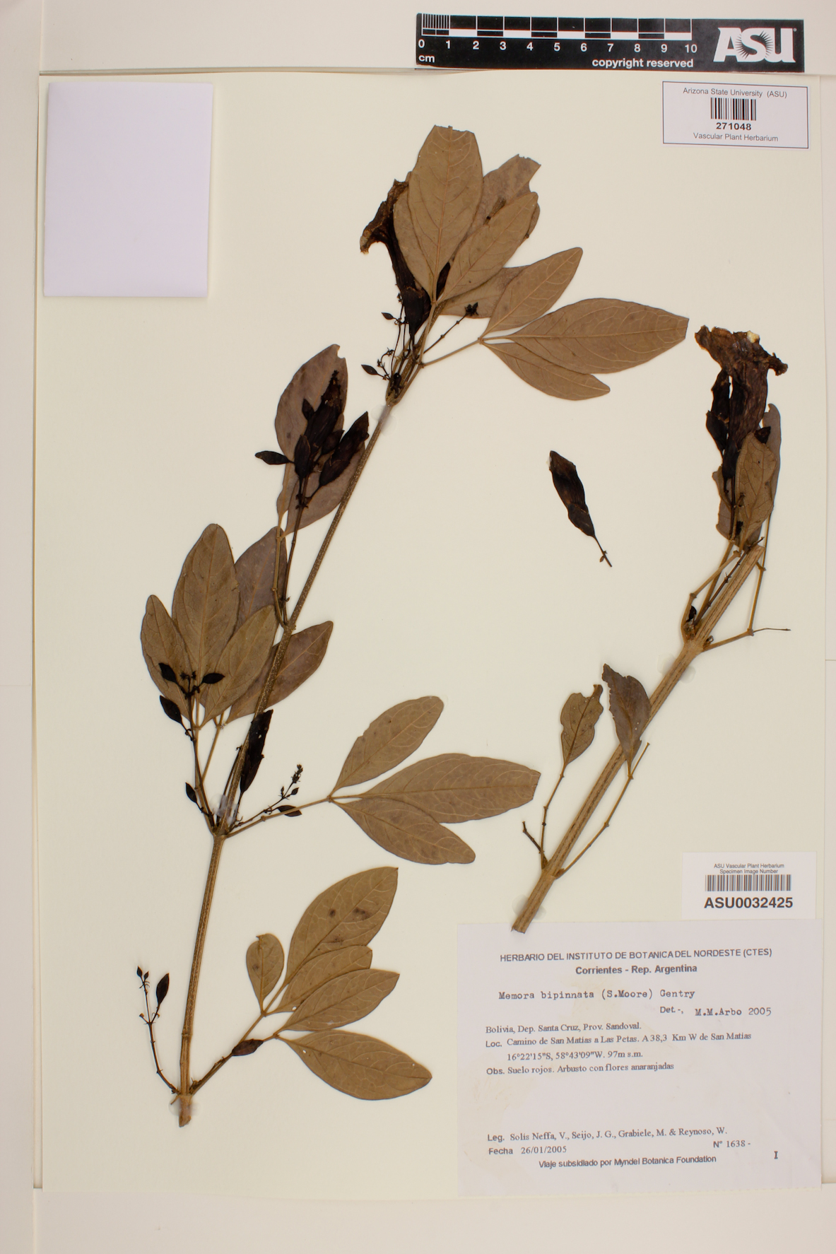 Adenocalymma bipinnatum image