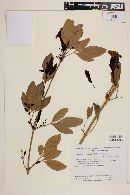 Image of Adenocalymma bipinnatum