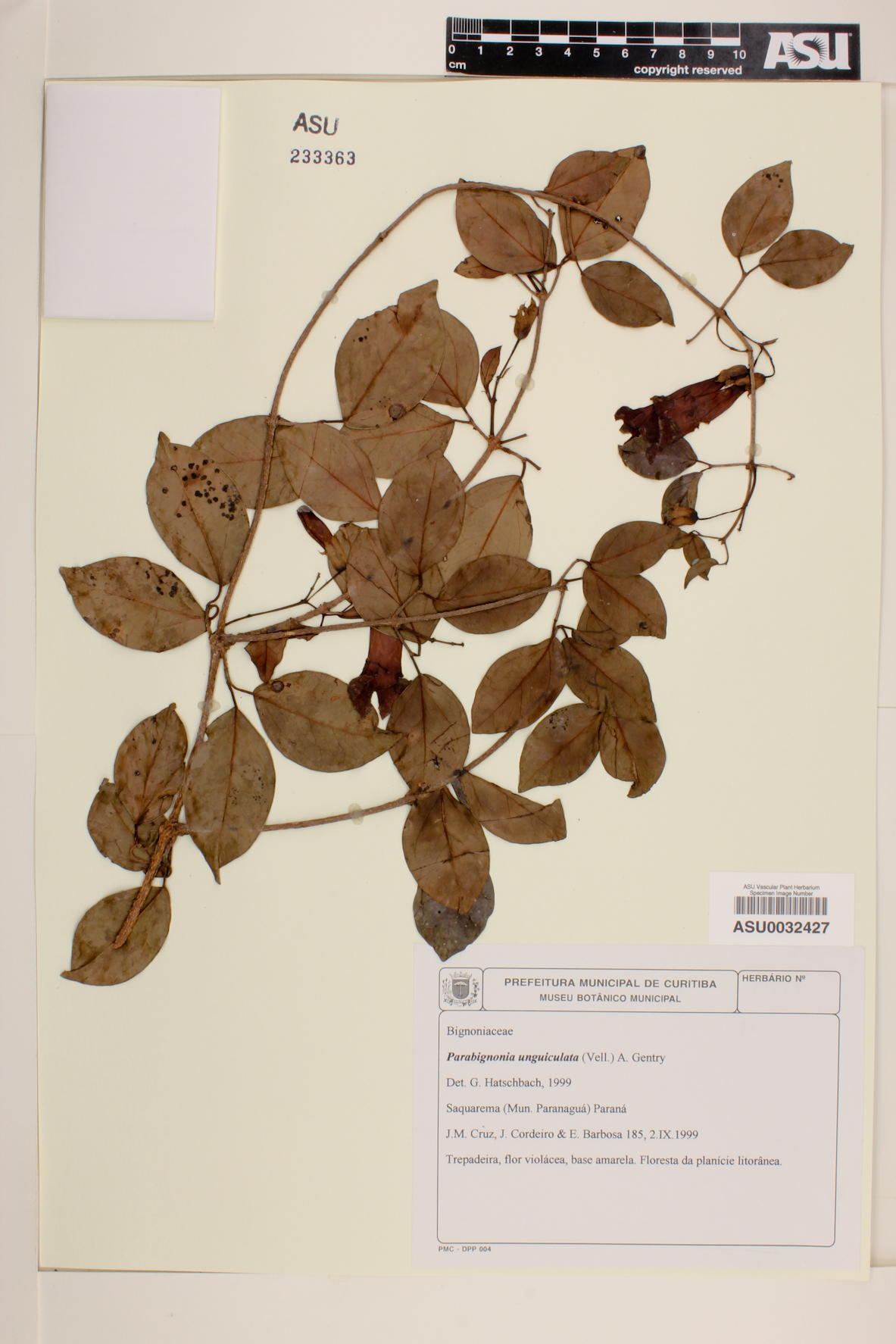 Dolichandra unguiculata image