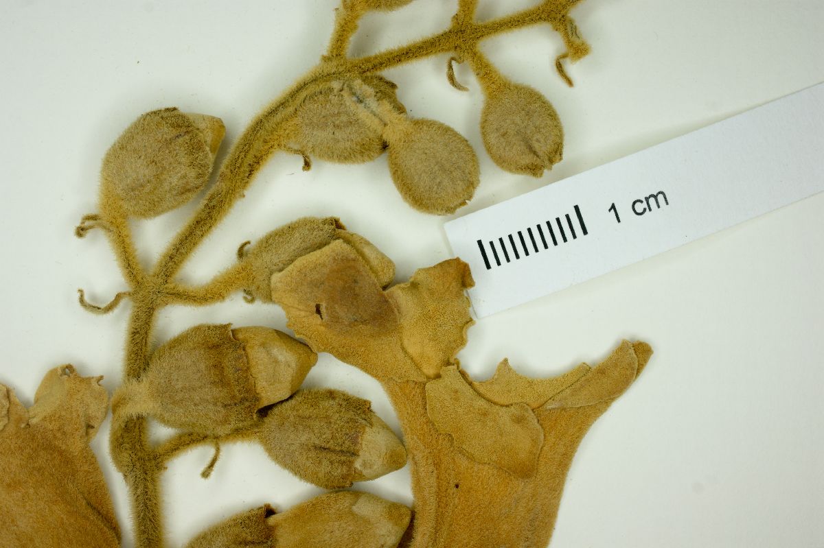 Amphilophium dolichoides image