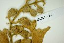 Amphilophium dolichoides image