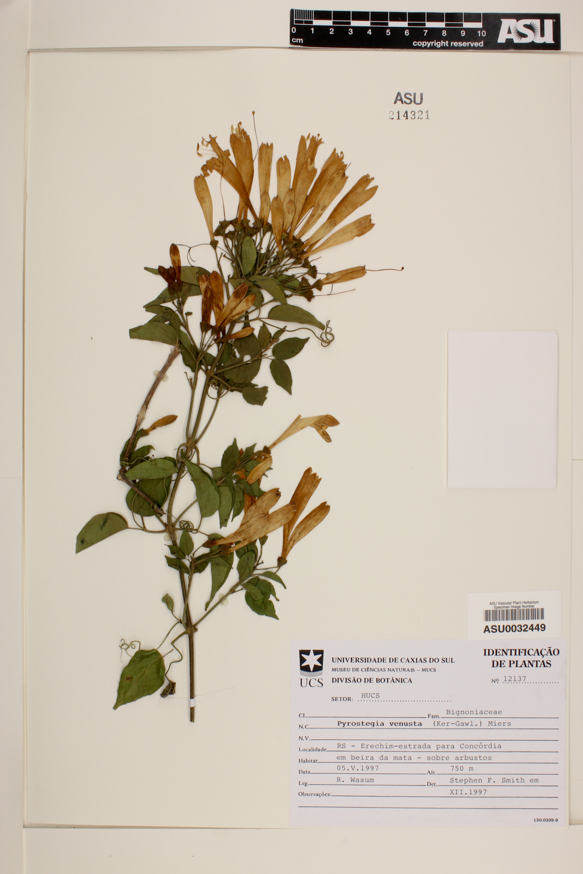Pyrostegia venusta image
