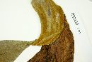 Spathodea campanulata image