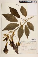 Handroanthus albus image