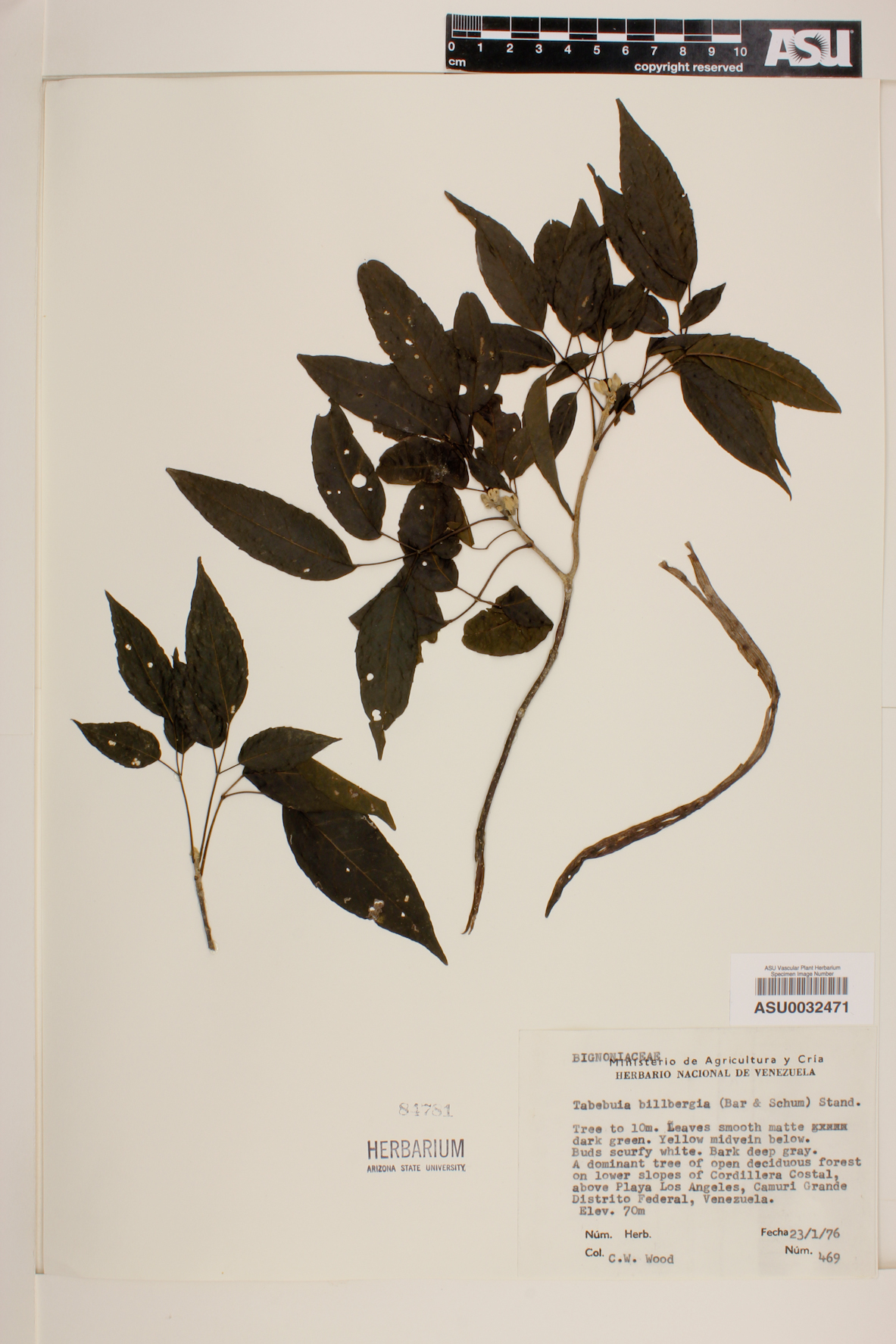 Tabebuia billbergii image
