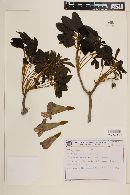 Handroanthus catarinensis image