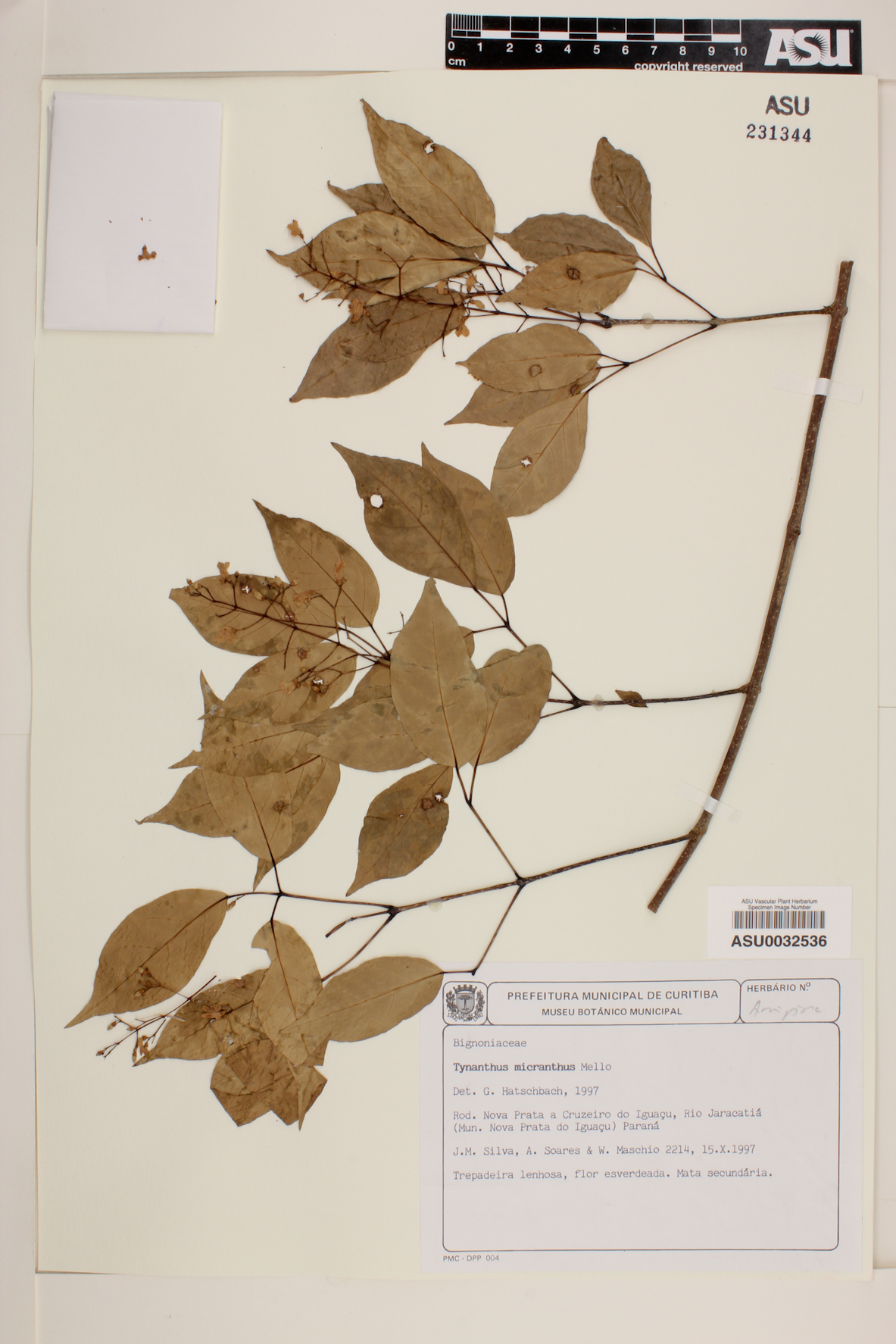 Tynanthus micranthus image