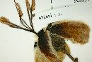 Ceiba erianthos image