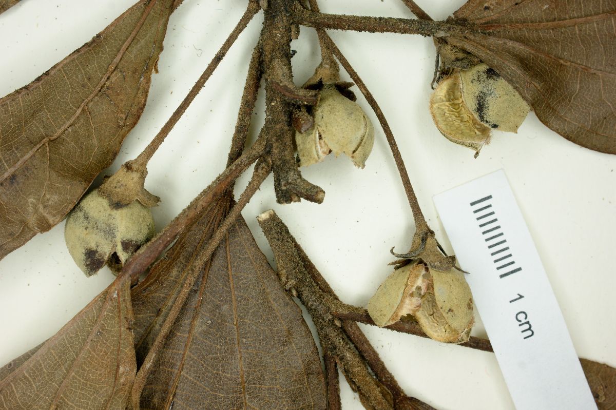 Hampea longipes image