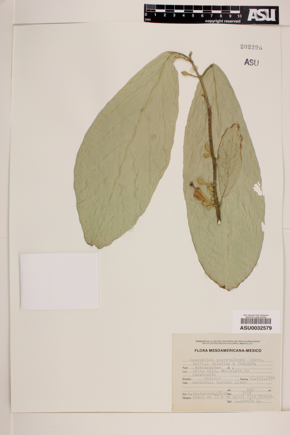 Quararibea guatemalteca image