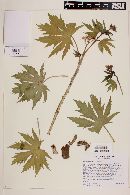 Jatropha macrorhiza image