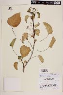 Jatropha vernicosa image