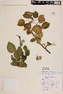 Jatropha vernicosa image