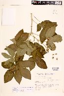 Jatropha excisa var. pubescens image