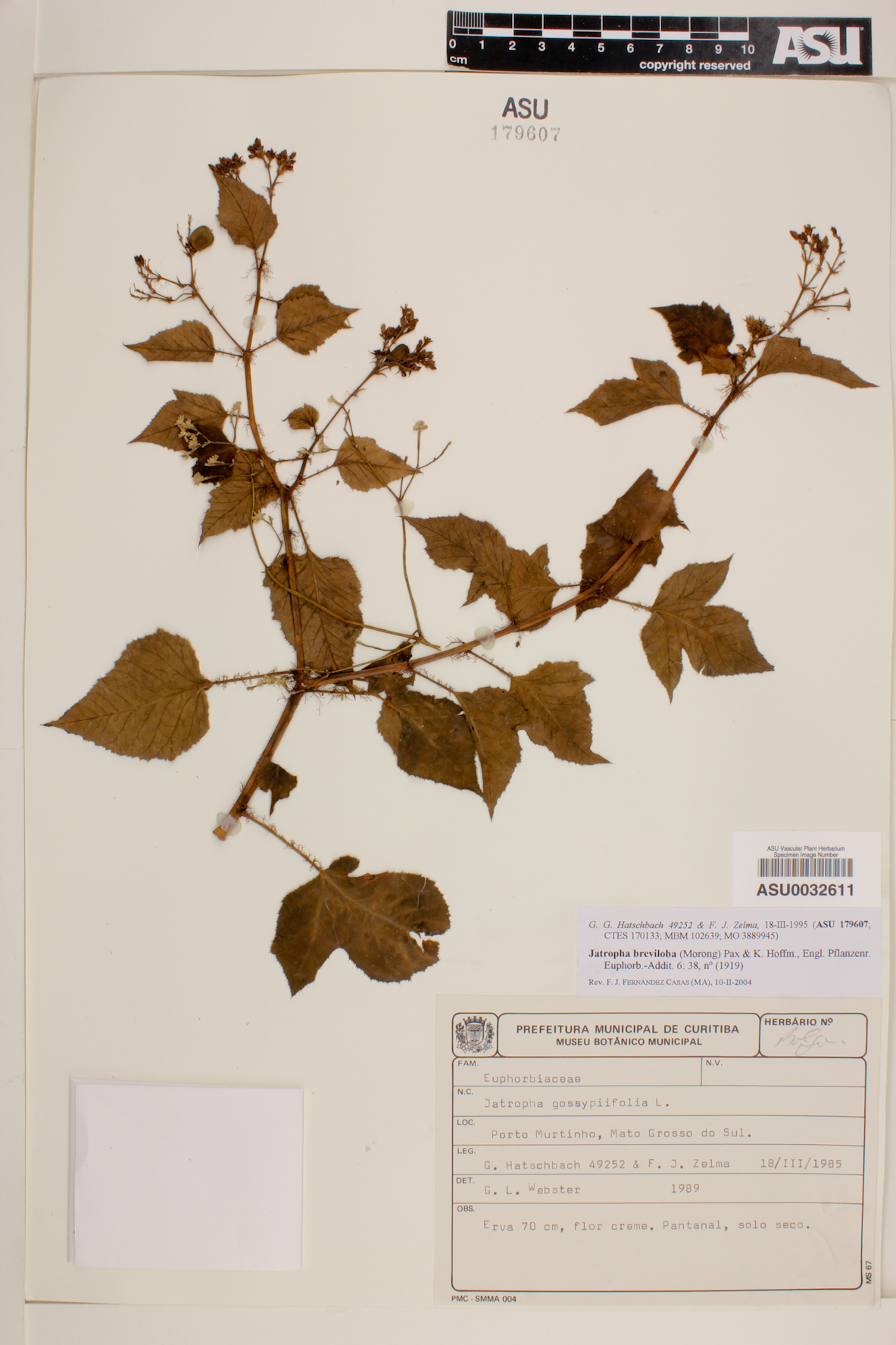 Jatropha breviloba image