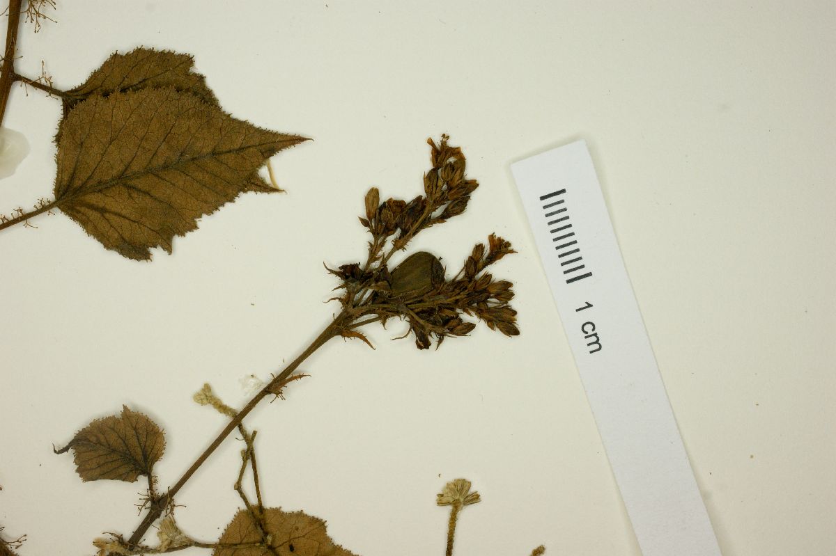 Jatropha breviloba image