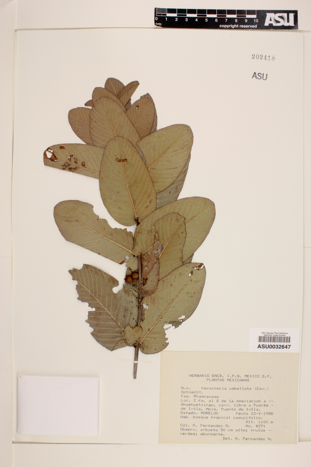 Karwinskia umbellata image