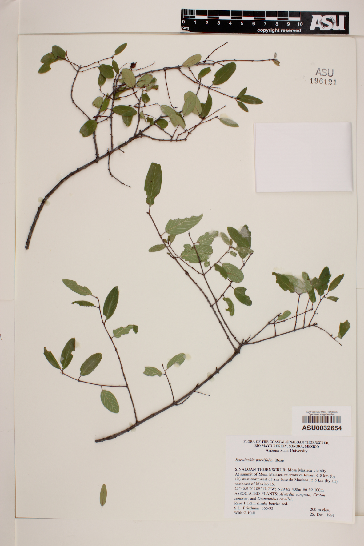 Karwinskia parvifolia image